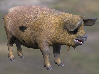 New Zealand Kunkun Pig Animals model