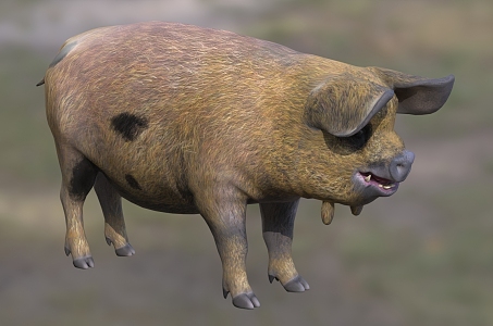 New Zealand Kunkun Pig Animals 3d model