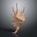 Organic Shell Structure With Hairy Surface And Spiny Projections On Dark Background