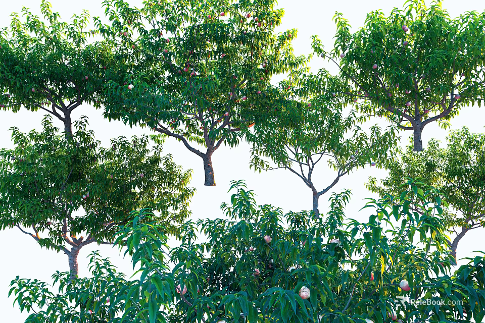 Lush Green Arbor Trees With Dense Foliage And Ripe Fruits In Sunlight 3d model 