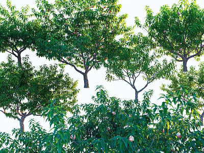 Lush Green Arbor Trees With Dense Foliage And Ripe Fruits In Sunlight 3d model