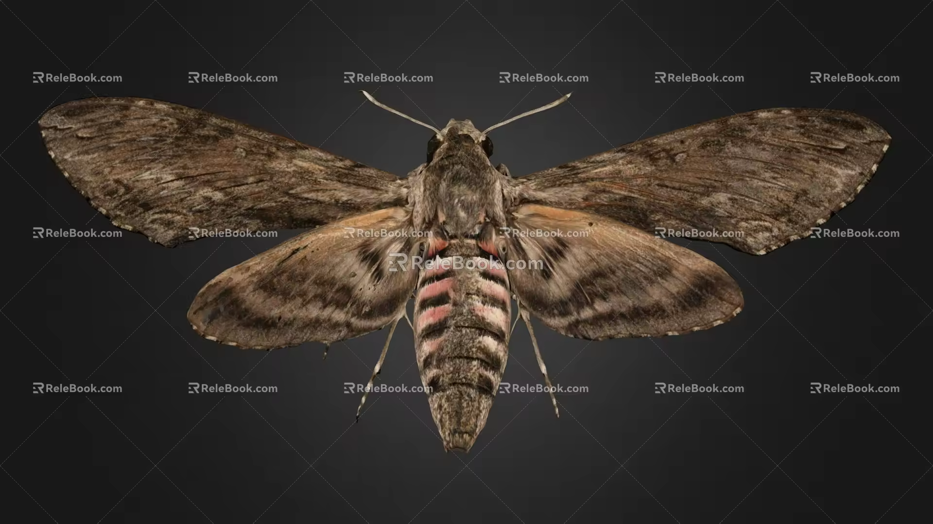 Butterfly 3d model