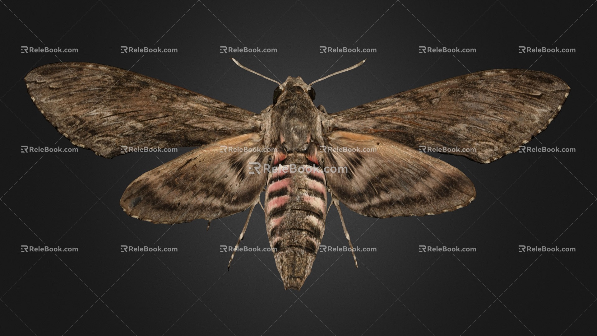 Butterfly 3d model