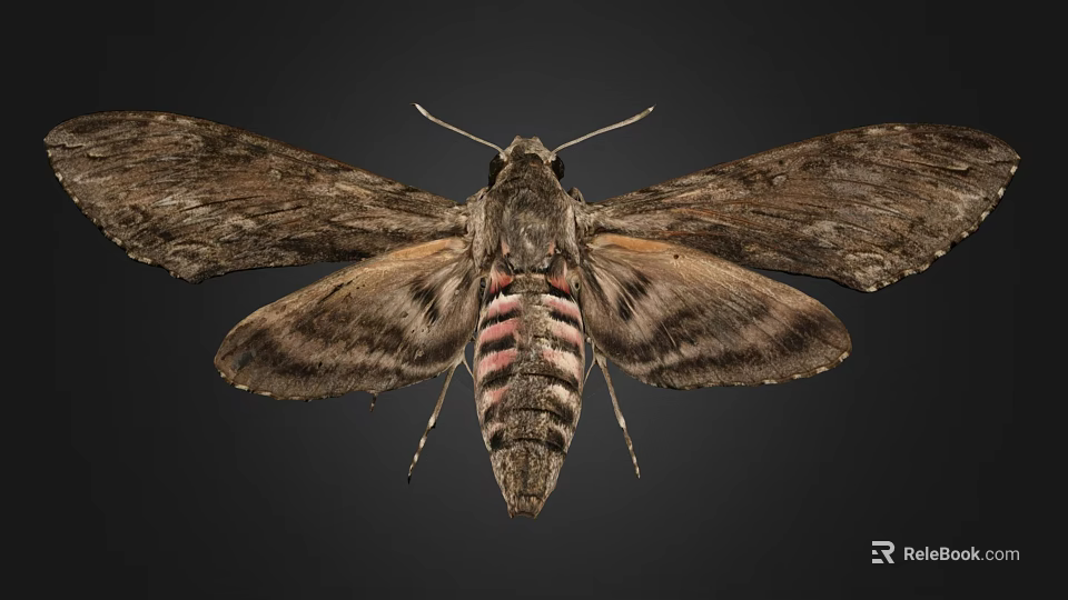 Moth With Brown Patterned Wings And Striped Body Featuring Pink Coloration 3d model 