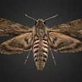 Butterfly 3d model