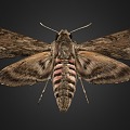 Butterfly 3d model