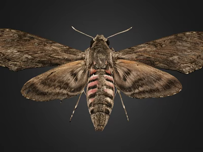 Moth With Brown Patterned Wings And Striped Body Featuring Pink Coloration 3d model Moth With Brown Patterned Wings And Striped Body Featuring Pink Coloration 3d model