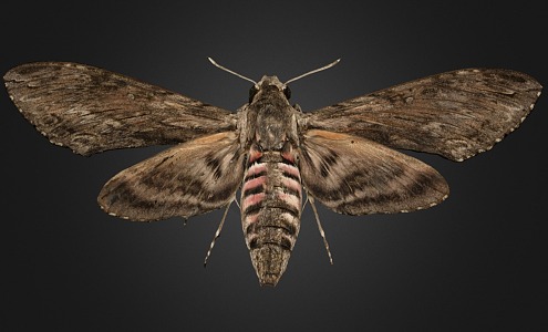 Butterfly 3d model