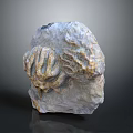 Ancient Prehistoric Marine Animal Fossil Embedded in Detailed Natural Stone Formation