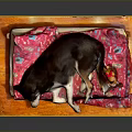 Adorable Dog Resting On Soft Pink Patterned Blanket Over Wooden Mat