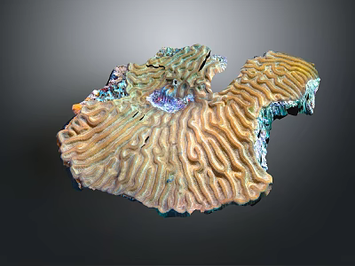 Diverse Aquatic Animals Thriving in Vibrant Brain Coral Reef Natural Habitat 3d model