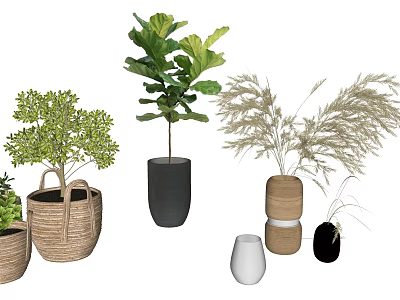 Various Potted Plants In Woven Baskets Black Cylindrical Wooden And White Small Pots 3d model