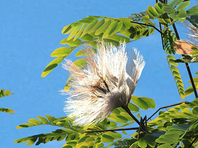Fluffy White Flowers With Lush Green Leaves Against Clear Blue Sky 3d model