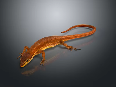 Orange Lizard With Slender Body And Long Tail On Dark Shiny Surface 3d model