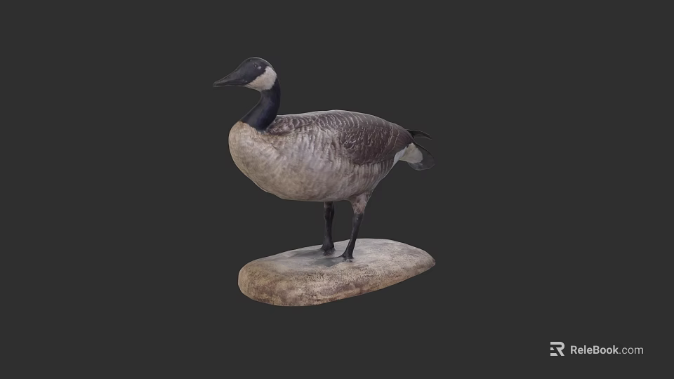Stuffed Goose Taxidermy Mount On Natural Stone Base With Dark Background 3d model 