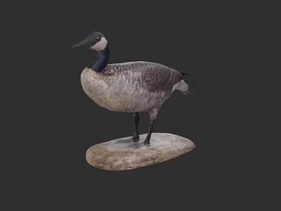 Stuffed Goose Taxidermy Mount On Natural Stone Base With Dark Background 3d model