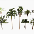 Various Tropical Palm Trees With Different Sizes And Green Foliage