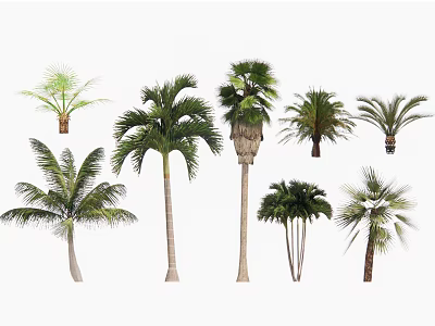 Various Tropical Palm Trees With Different Sizes And Green Foliage 3d model