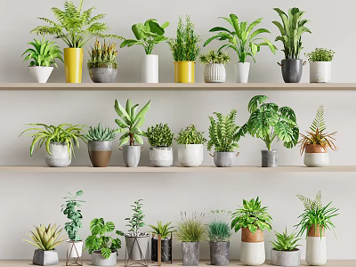 Indoor Bonsai Potted Plants On Multi Tiered Shelves With Decorative Pots 3d model