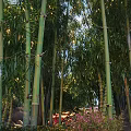 Lush Arbor Trees with Tall Green Trunks and Sunlight Filtering Through Dense Leaves