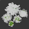 Bonsai Potted Plants With Colorful Green And Pink Leaves In White Ceramic Pots