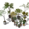 Assorted Bonsai Potted Plants With Various Sized Pots And Diverse Foliage 3d model