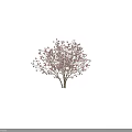 Pink Blossom Tree With Lush Branches And Person Silhouette In Background