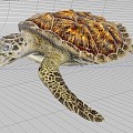 turtle sea turtle marine life 3d model