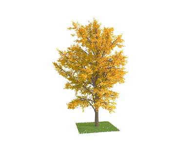Deciduous Tree With Yellow Autumn Leaves And Brown Trunk On Green Grass 3d model