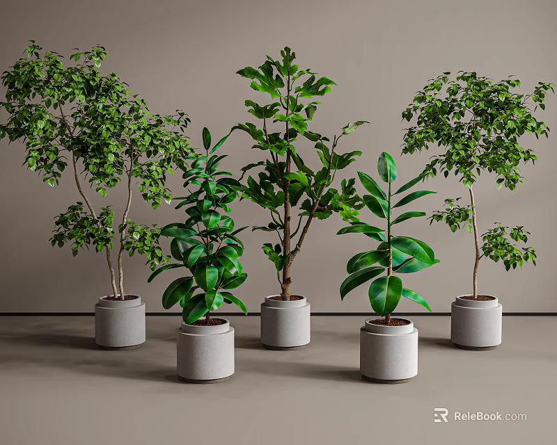 Modern Indoor Bonsai Potted Plants Collection with Lush Green Foliage in Gray Ceramic Pots 3d model 