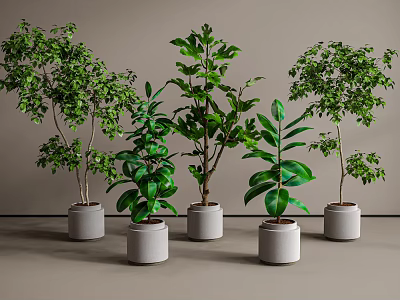 Modern Indoor Bonsai Potted Plants Collection with Lush Green Foliage in Gray Ceramic Pots 3d model