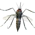 Mosquito With Transparent Wings Long Legs Red Eyes And Metallic Body 3d model