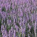 Lavender Plant With Purple Flowers Green Leaves And Slender Stems In Garden
