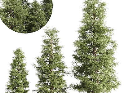 Evergreen Trees In Different Sizes With Lush Green Foliage And Natural Look 3d model