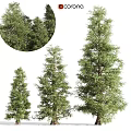 Evergreen Trees In Different Sizes With Lush Green Foliage And Natural Look