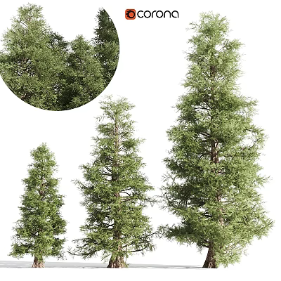 Evergreen Trees In Different Sizes With Lush Green Foliage And Natural Look 3d model