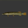 Aquatic Animal Northern Pike With Spotted Green Body Orange Fins And Tail In 3D Render