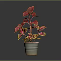 Vibrant Potted Plant with Red and Yellow Leaves in Gray Ceramic Pot
