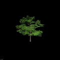 Lush Green Arbor With Dense Foliage And Brown Trunk Isolated On Gray Background