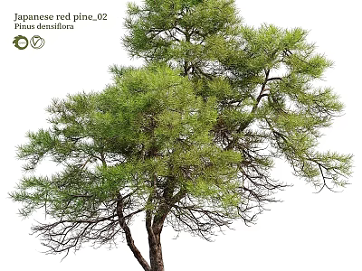 Japanese Red Pine Evergreen Tree With Lush Branches And Needles 3d model