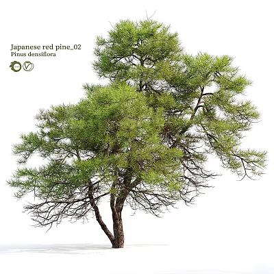 Japanese Red Pine Evergreen Tree With Lush Branches And Needles 3d model