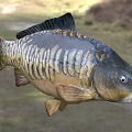 Realistic Carp Fish With Detailed Scales And Natural Body Shape In Outdoor Display Setting