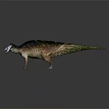 Modern Dinosaur Embolosaurus Jurassic Pterosaur 3d model