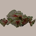 Vibrant Garden Shrub With Green And Red Variegated Veined Leaves