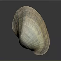 Large Vibrant Striped Clam Shell With Natural Texture On Dark Background Surface 3d model
