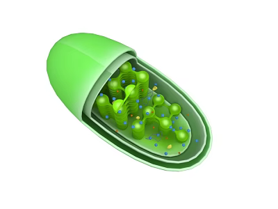 Green Microorganism Cell Internal Structure with Spiral Components and Small Dots 3d model