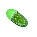 Green Microorganism Cell Internal Structure with Spiral Components and Small Dots