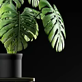 Monstera Potted Plant with Large Green Leaves in Black Pot on Small Wooden Table