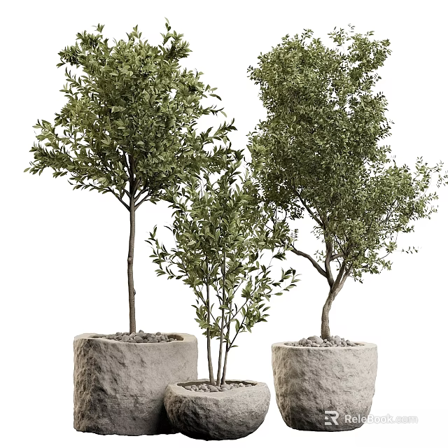 Bonsai Potted Plants With Evergreen Foliage In Stone Pots Of Various Heights For Indoor Decor 3d model 