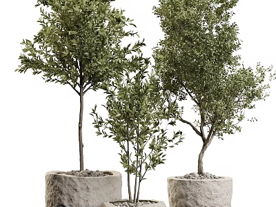 Bonsai Potted Plants With Evergreen Foliage In Stone Pots Of Various Heights For Indoor Decor 3d model